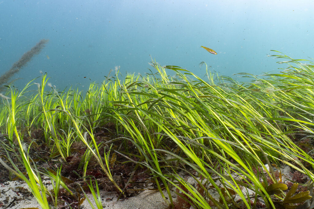 Ocean Conservation Trust - Seagrass image