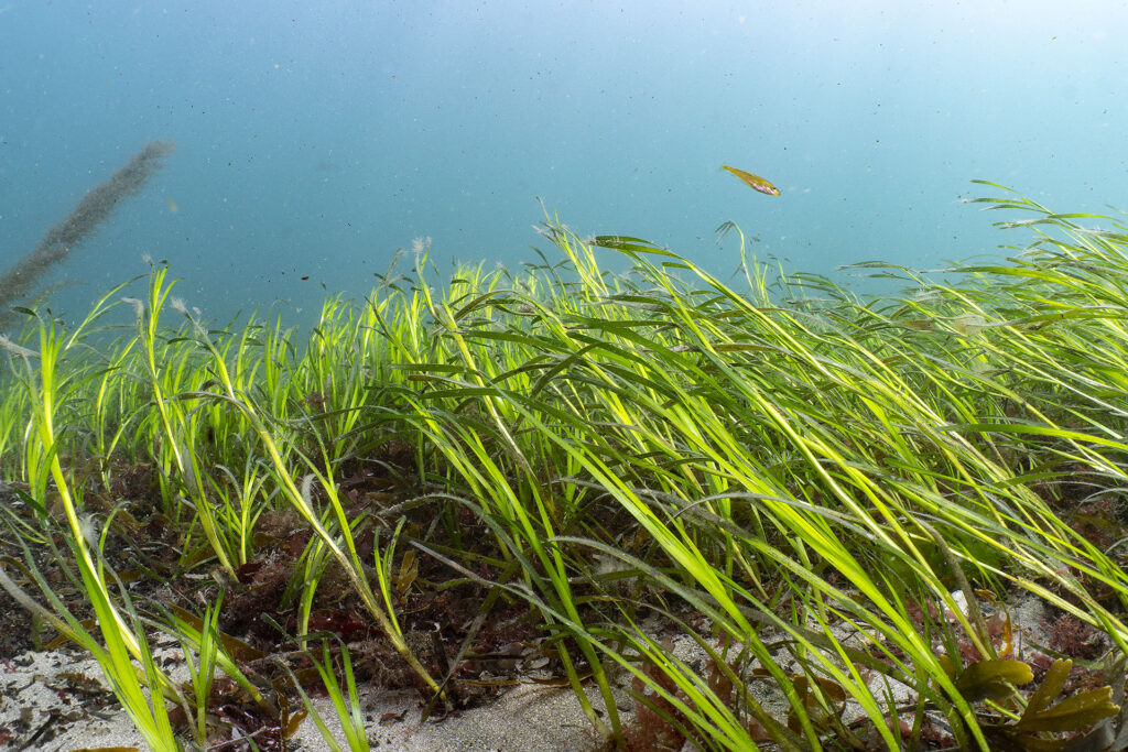 Ocean Conservation Trust - Seagrass